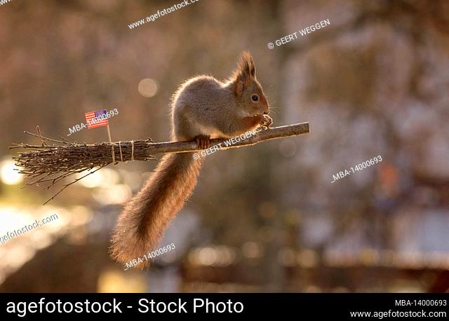 red squirrel on an broom and american flag color