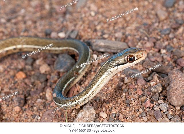 Peninsula ribbon snake, Thamnophis sauritus sackenii, green phase, native from Florida north to South Carolina