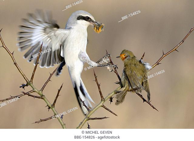 Great Grey Shrike eating from European Robin spiked on thorn of a Blackthorn