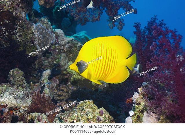 Golden butterflyfish Chaetodon semilarvatus  Egytp, Red Sea