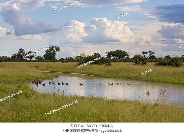 flock of white faced whistling ducks okavango delta