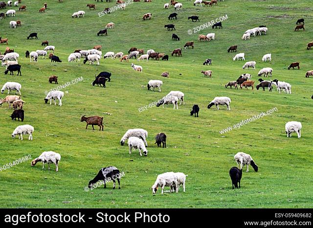 Gemischte Herde aus Schafen und Kaschmir Ziegen, Orchon-Tal, Khangai Nuruu Nationalpark, Oevoerkhangai Aimag, Mongolei / Mixed herd of sheep and Kashmir goats...