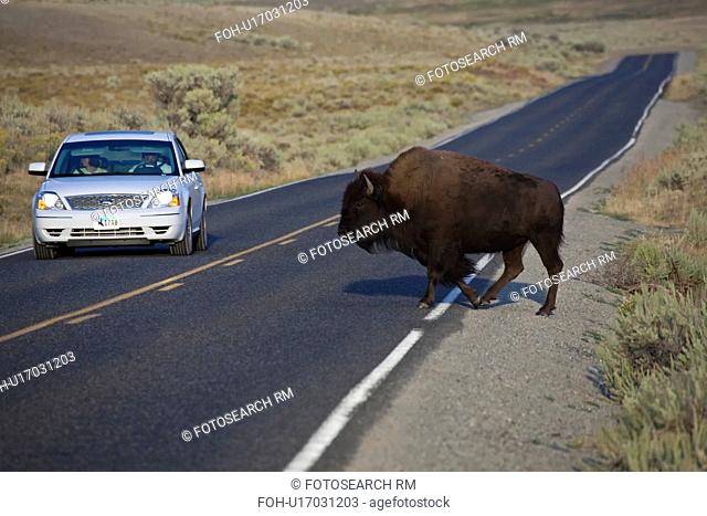 american bison national park hayden valley haven