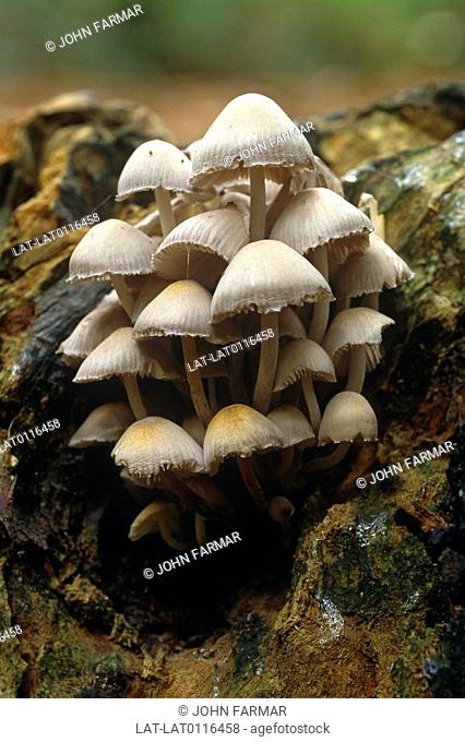 Fairies Bonnets, Coprinus Disseminatus are the fleshy, spore-bearing fruiting body of a fungus, typically produced above ground on soil or on its food source...