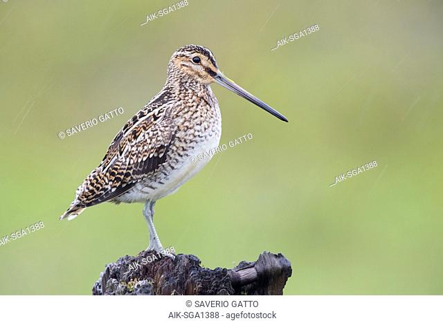 Common Snipe (Gallinago gallinago faeroeensis), adult standing on an old trunk