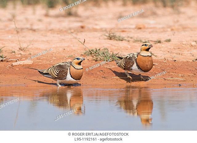 Sandgrouses pterocles alchata coming to drink from a waterhole in the Central Spanish steppes during the summer