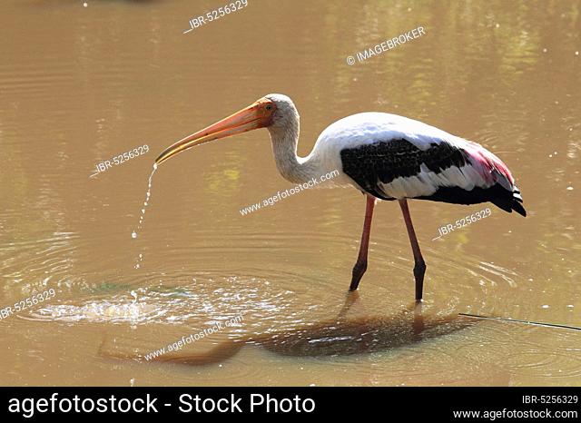 Painted stork (Mycteria leucocephala), Yala National Park, Sri Lanka, Asia