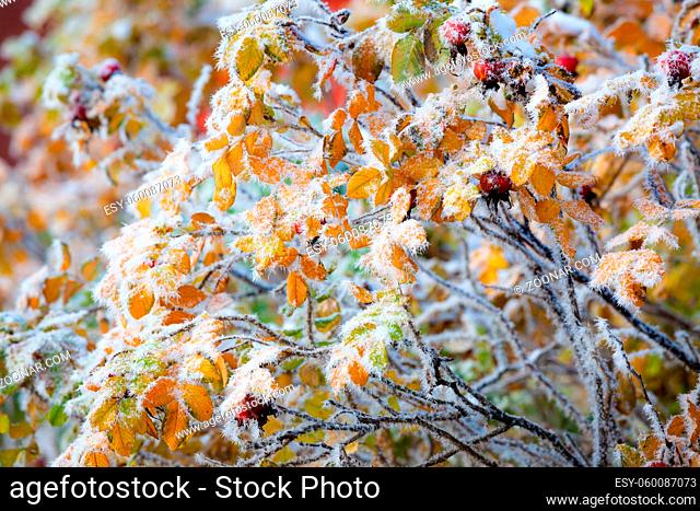 Rose hip and frozen leaves details