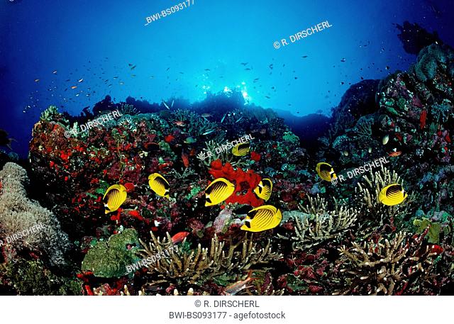 Red Sea raccoon butterflyfish, diagonal butterflyfish, Racoon Butterflyfish (Chaetodon fasciatus), and Coral reef, Sudan, Red Sea