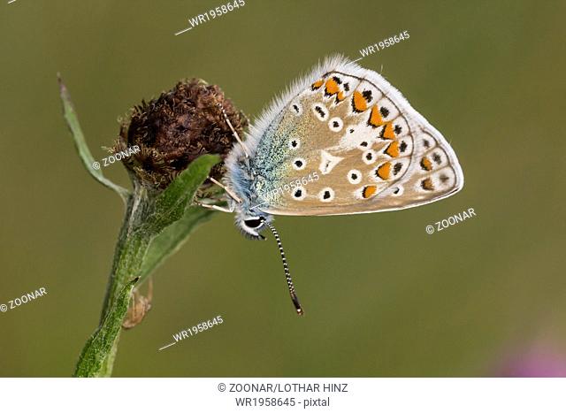 Polyommatus icarus, Common Blue butterfly, Germany