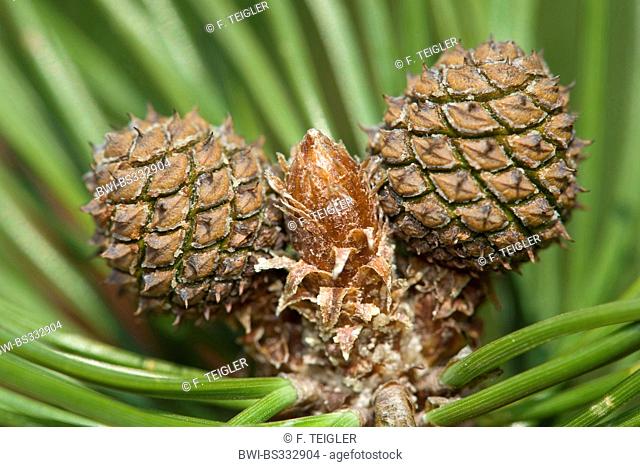Mountain pine, Mugo pine (Pinus mugo), young cones, Germany