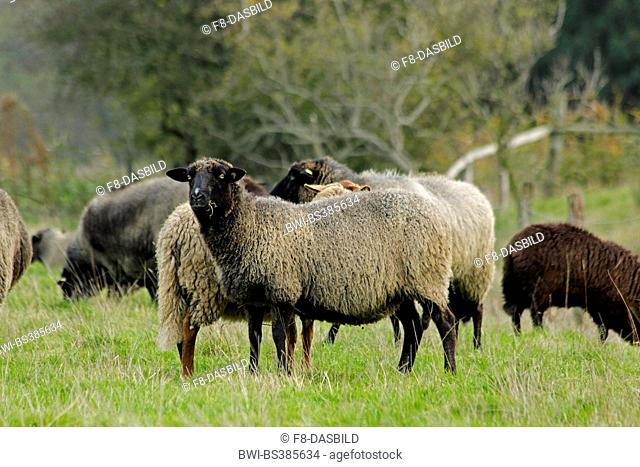 Pomeranian coarsewool (Ovis ammon f. aries), herd on a pasture, Germany, Lower Saxony