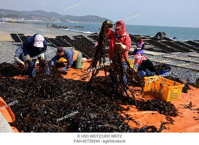 Korean women sorts freshly collected seaweed on South Korea's east coast near Ulsan, South Korea, 23 March 2013. Consumption of fish
