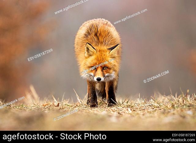 Red fox, vulpes vulpes, looking to the camera on meadow in autumn. Alert orange predator standing on dry field in fall. Wild orange mammal sneaking on pasture