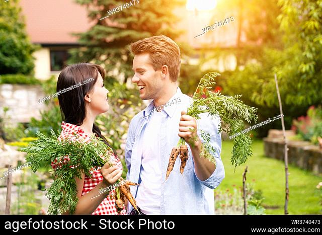 Gardening in summer - happy couple in vegetable garden harvesting carrots and having lots of fun