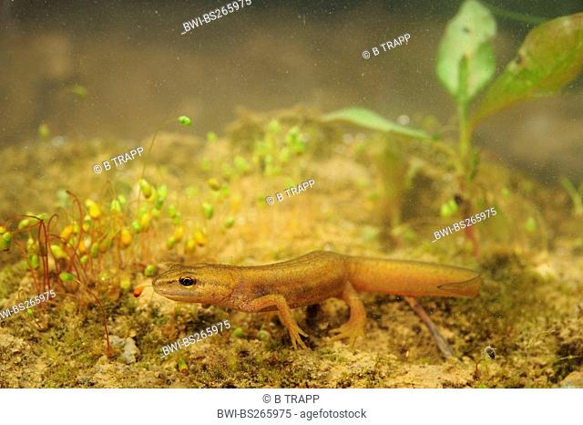 smooth newt Triturus vulgaris, Lissotriton vulgaris , female, Croatia