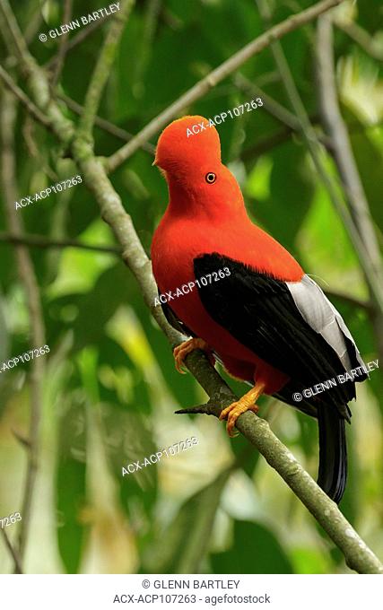 Andean Cock of the Rock (Rupicola peruviana) perched on a branch in the mountains of Colombia, South America