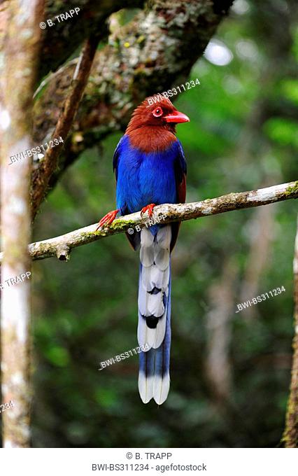Ceylon Blue Magpie (Urocissa ornata), sitting on a tree, Sri Lanka, Sinharaja Forest National Park