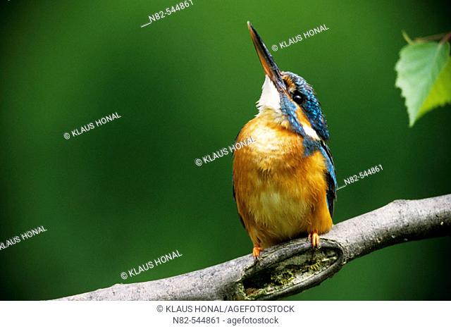 Kingfisher (Alcedo atthis) female looks for a buzzard on the sky