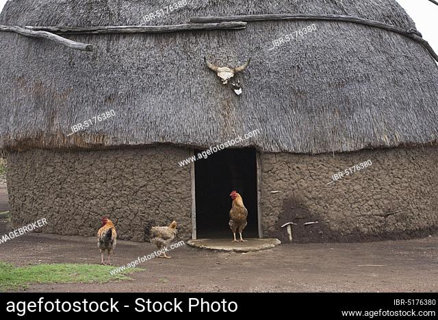 Round Zulu House, Zulu Village, Hidden Valley, KwaZulu-Natal, South Africa, Africa