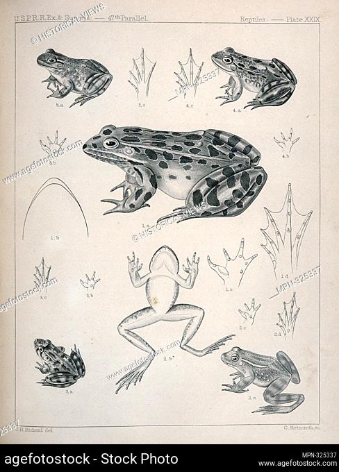 1. Pana halecina, Spotted Frog, b. under surface of head, c. under surface of left fore foot, d. under surface of left hind foot; 2