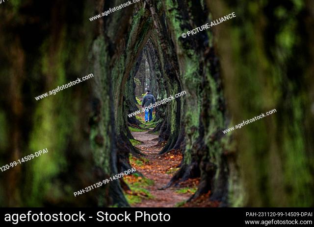20 November 2023, Mecklenburg-Western Pomerania, Warin: A man walks along what the municipality claims is the narrowest avenue of lime trees in...