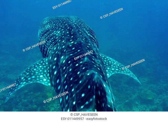 Whale Shark swimming in crystal clear blue waters at Maldives