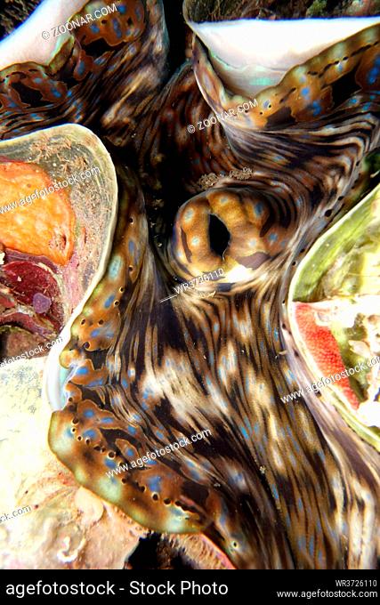 Riesenmuschel - Tridacna squamosa, Nord-Molukken, Halmahera, Indonesien, Lata Lata