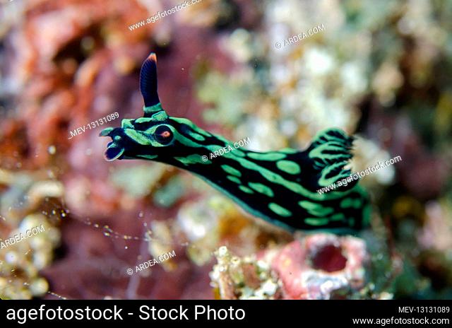 Dusky Nembrotha Nudibranch raising itself to smell environment - Tampa Fufu dive site, Bangka Island, north Sulawesi, Indonesia, Pacific Ocean