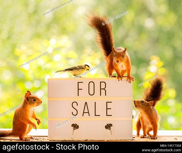 Red Squirrel and great tit with a for sale sign