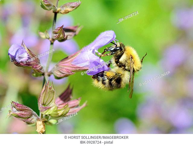 Brown Bumblebee (Bombus pascuorum) worker bee collecting nectar on a Sage flower (Salvia triloba, Salvia officinalis)