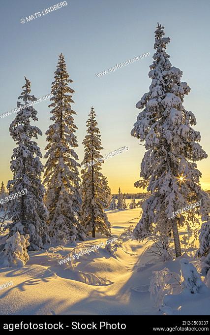 Winter landscape in afternoon light with nice color in the sky, snow on the trees, Gällivare county, Swedish Lapland, Sweden