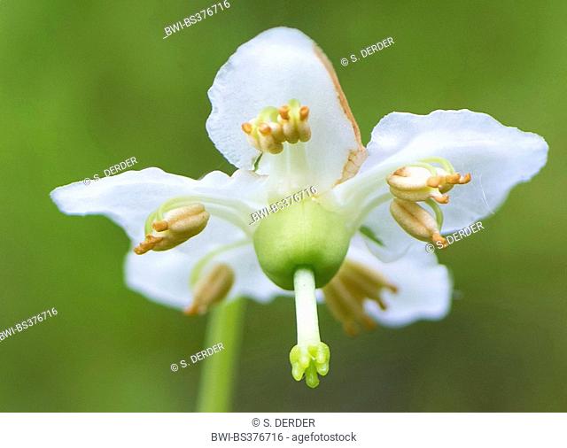 One-flowered pyrola, Woodnymph, One-flowered wintergreen, Single delight, wax-flower (Moneses uniflora), flower, Austria, Tyrol, Planseegebiet