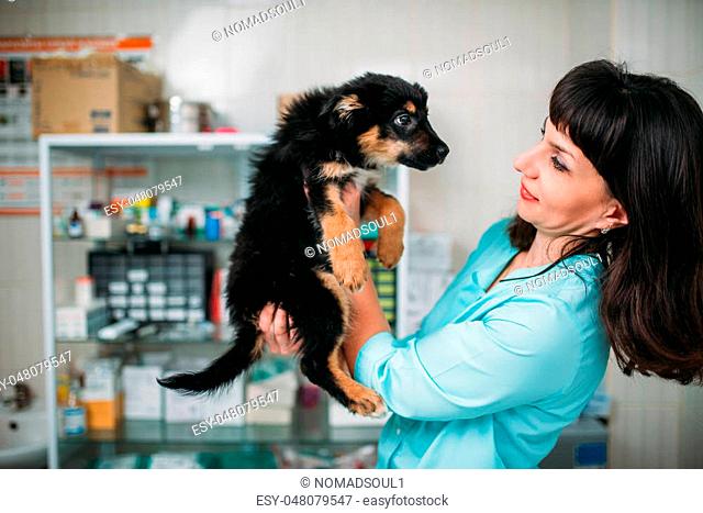 Female veterinarian holds little dog in hands, veterinary clinic. Vet doctor, treatment a sick dog