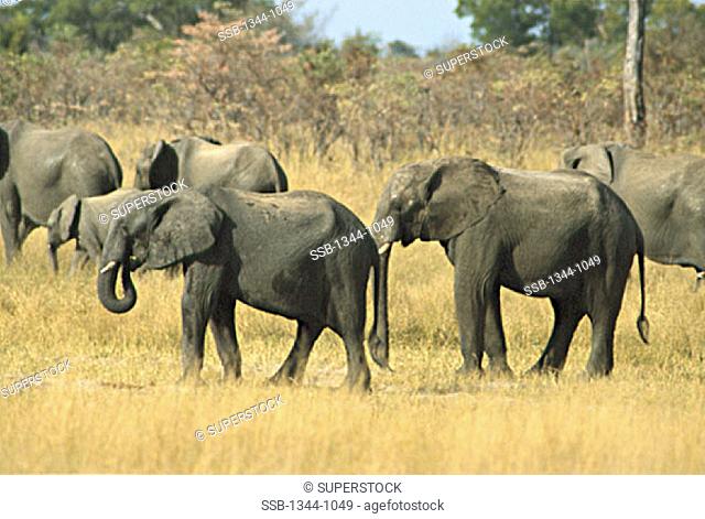 African ElephantsHwange National ParkZimbabwe