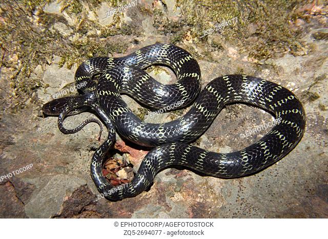 Travancore Wolf Snake Lycodon aulicus Matheran, Raighad District, Maharashtra