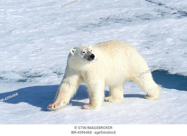 Male polar bear (Ursus maritimus) walking across pack ice, Spitsbergen, Svalbard, Norway