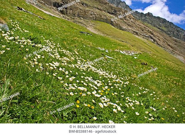 alpine meadow with mountain flowers at the Grossglockner, Austria, Hohe Tauern National Park