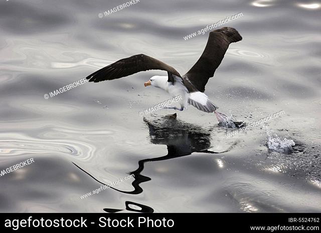 Adult black-browed albatross (Thalassarche melanophrys), flying off the water, Southern Ocean, off South America