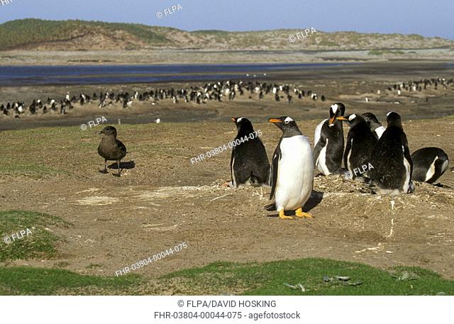 Antarctic Skua Catharacta antarctica Looking for unguarded Penguin eggs