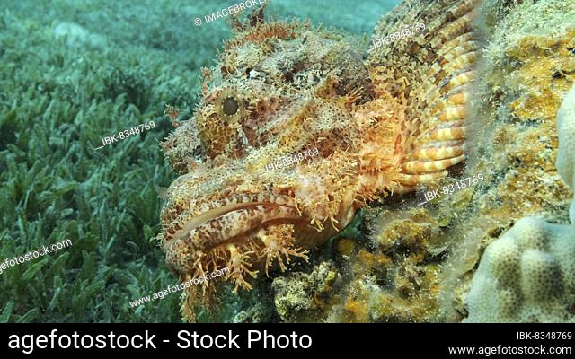 Scorpion fish lie on the reef. Bearded Scorpionfish (Scorpaenopsis barbata) . Red sea, Egypt, Africa