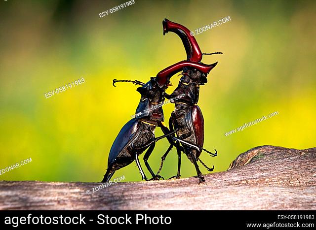 Stag beetles, lucanus cervus, standing in an upright position during a territorial combat. Two large black and brown insects with antlers dancing in nature