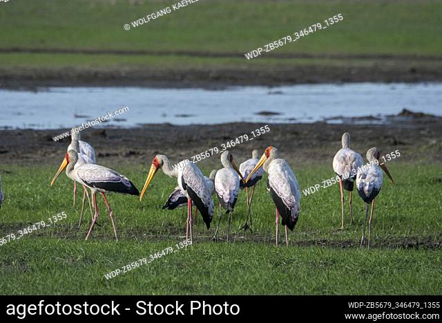 A group of Yellow-billed storks (Mycteria ibis) in the Gomoti Plains area, a community run concession, on the edge of the Gomoti river system southeast of the...