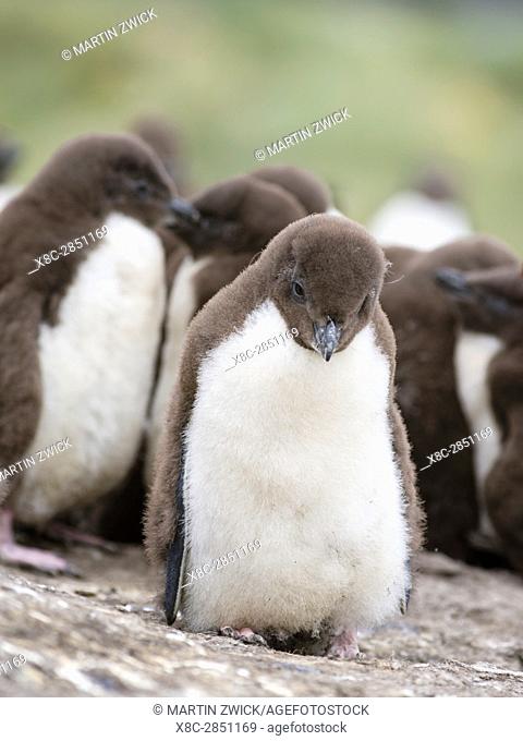 Rockhopper Penguin (Eudyptes chrysocome), subspecies western rockhopper penguin (Eudyptes chrysocome chrysocome). chick. South America, Falkland Islands