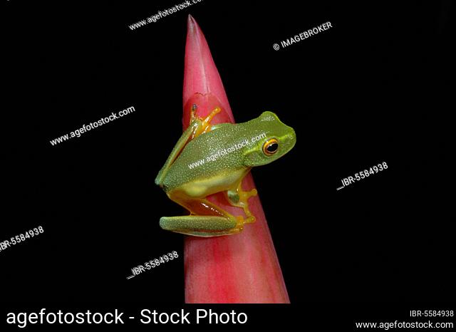 Treefrog, Treefrogs, Amphibians, Other animals, Frogs, Animals, Dainty dainty green tree frog (Litoria gracilenta) adult, clinging to flowerbud in rainforest