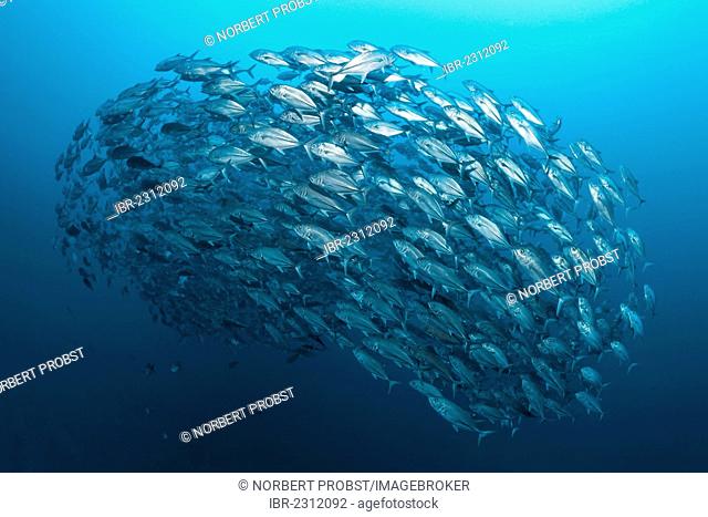 Large shoal of bigeye trevallies (Caranx sexfasciatus) swimming in the open sea in a circle, Great Barrier Reef, a UNESCO World Heritage Site, Queensland