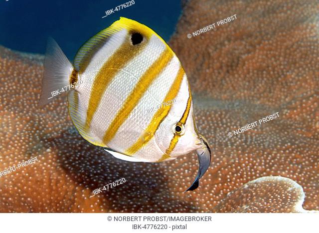 Sixspine butterflyfish (Parachaetodon ocellatus) with Bluestreak cleaner wrasse (Labroides dimidiatus), Great Barrier Reef, Pacific, Australia