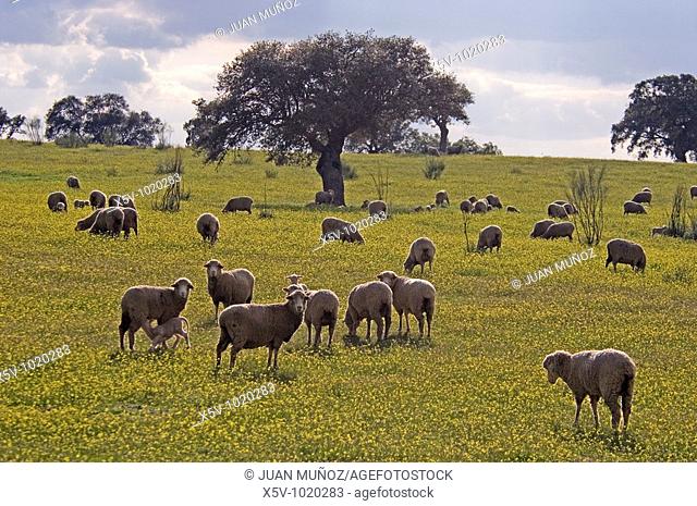 Oak pasture with sheep. Natural Park of Aracena and Picos de Aroche. Huelva. Andalucia. Spain