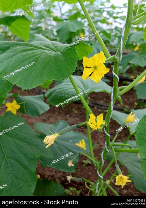Cucumber (Cucumis sativus) with blossom in the greenhouse