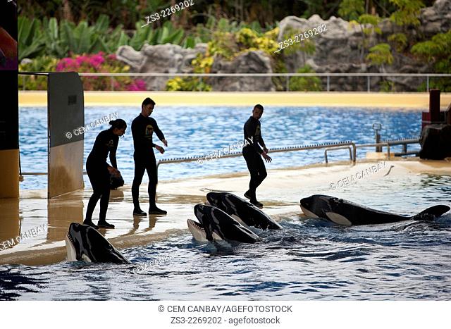 Trainers and Orcas during the show, Loro Parque, Puerto de la Cruz, Tenerife, Canary Islands, Spain, Europe